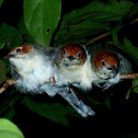 Chestnut-crested Yuhina