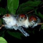 Chestnut-crested Yuhina