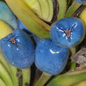 Heliconia Fruits