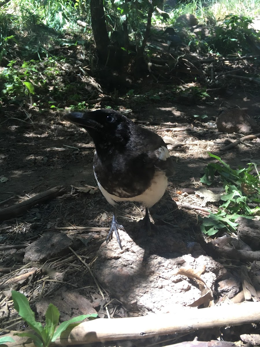 Black-billed Magpie