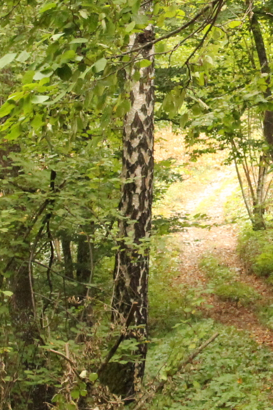 Mockernut Hickory