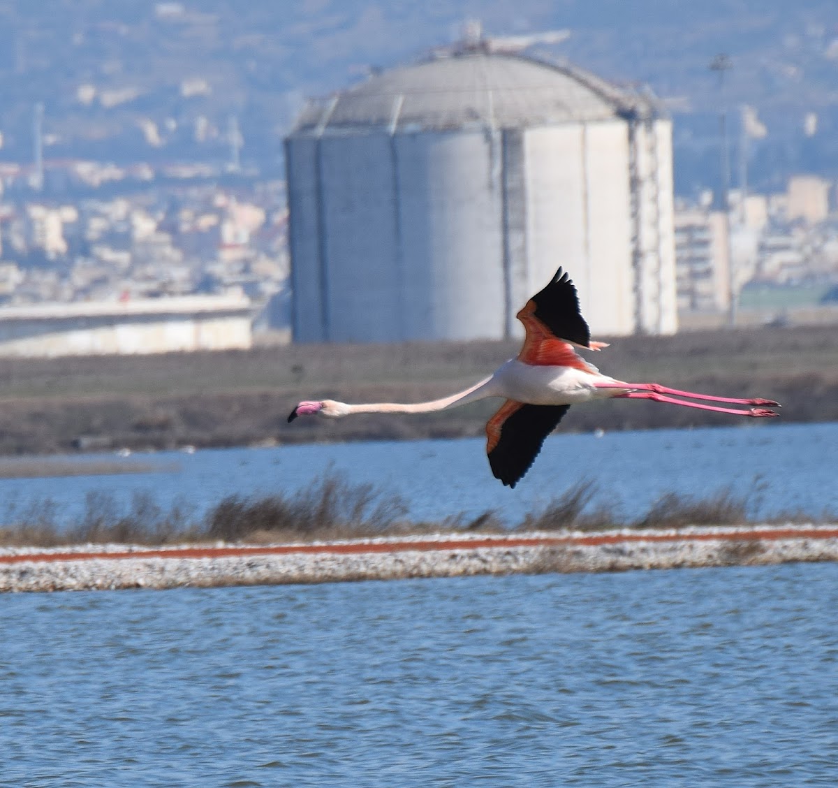 Greater Flamingo