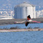 Greater Flamingo