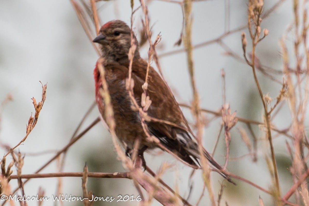 Linnet