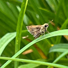 Skipper