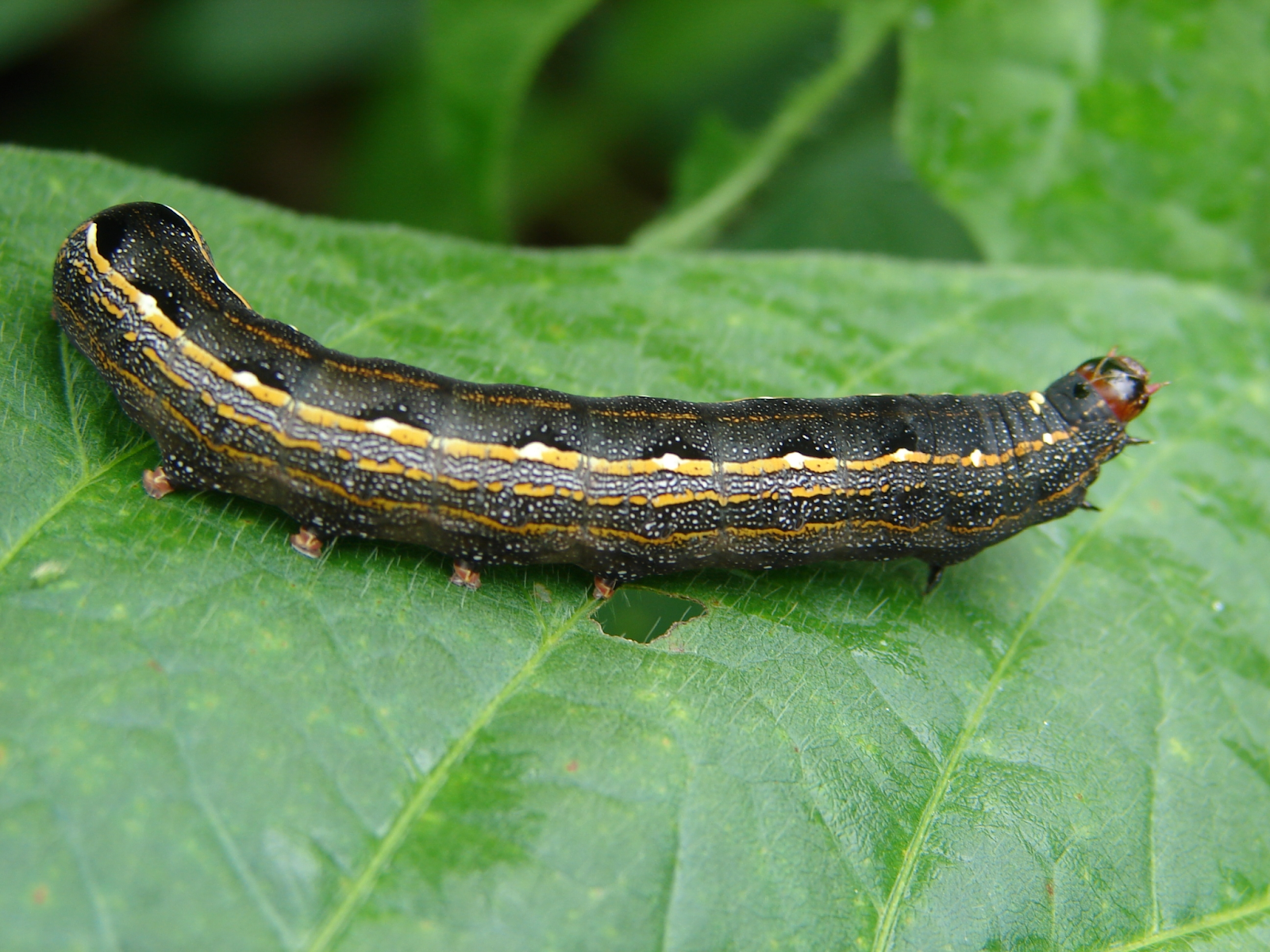 Largarta da espécie Spodoptera cosmioides em folha de planta