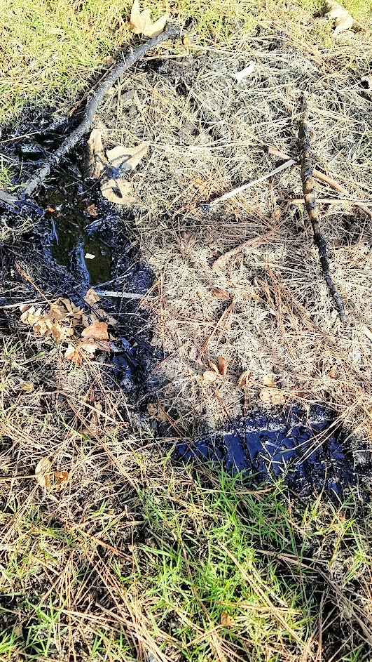 La Brea Tar Pits in Los Angeles- several pits are located outside the Museum and you can view them for free walking in the park. One of the many little gated square areas where you can see the tar under the ground coming to the surface.