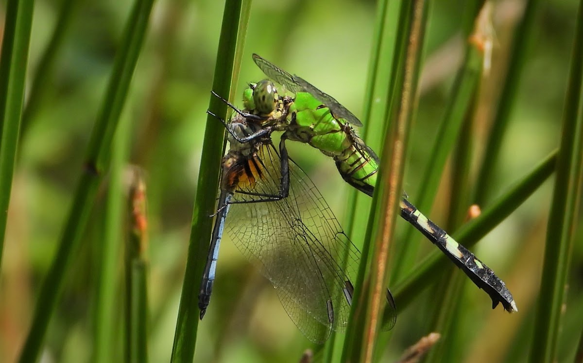 Eastern Pondhawk