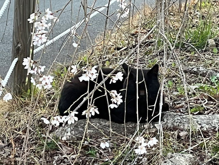 の投稿画像14枚目