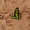 Malachite butterfly