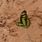 Malachite butterfly