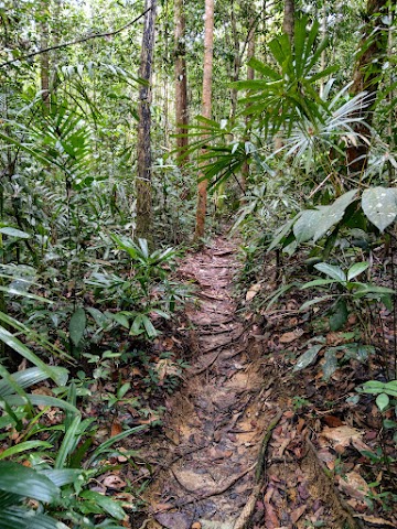 Lata Payung Trail