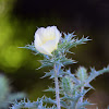 Prickly Poppy