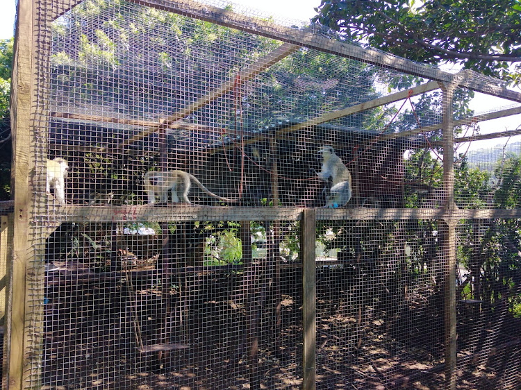 Some of the monkeys which were confiscated by Ezemvelo KZN Wildlife from Umsizi Umkomaas Vervet Monkey Rescue Centre on Monday.