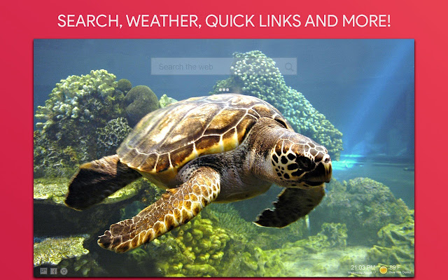 Sea Turtle Wallpaper HD Custom New Tab