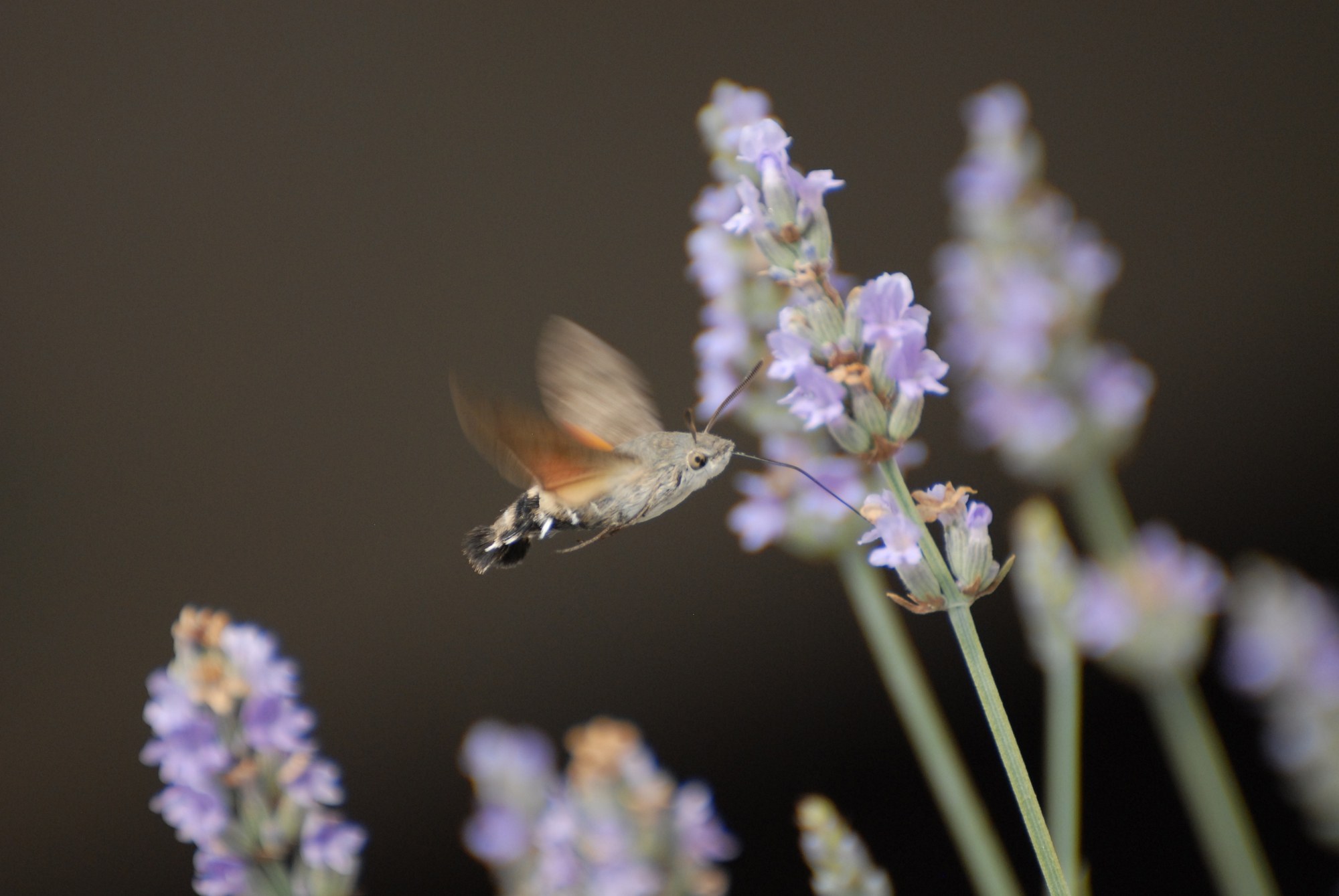 Sulla lavanda. di meco66