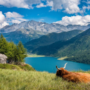 Cow sleeping on the shore of the lake
