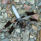 Common Whitetail mature male