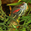 Red-eared Slider