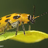 Spotted Cucumber Beetle