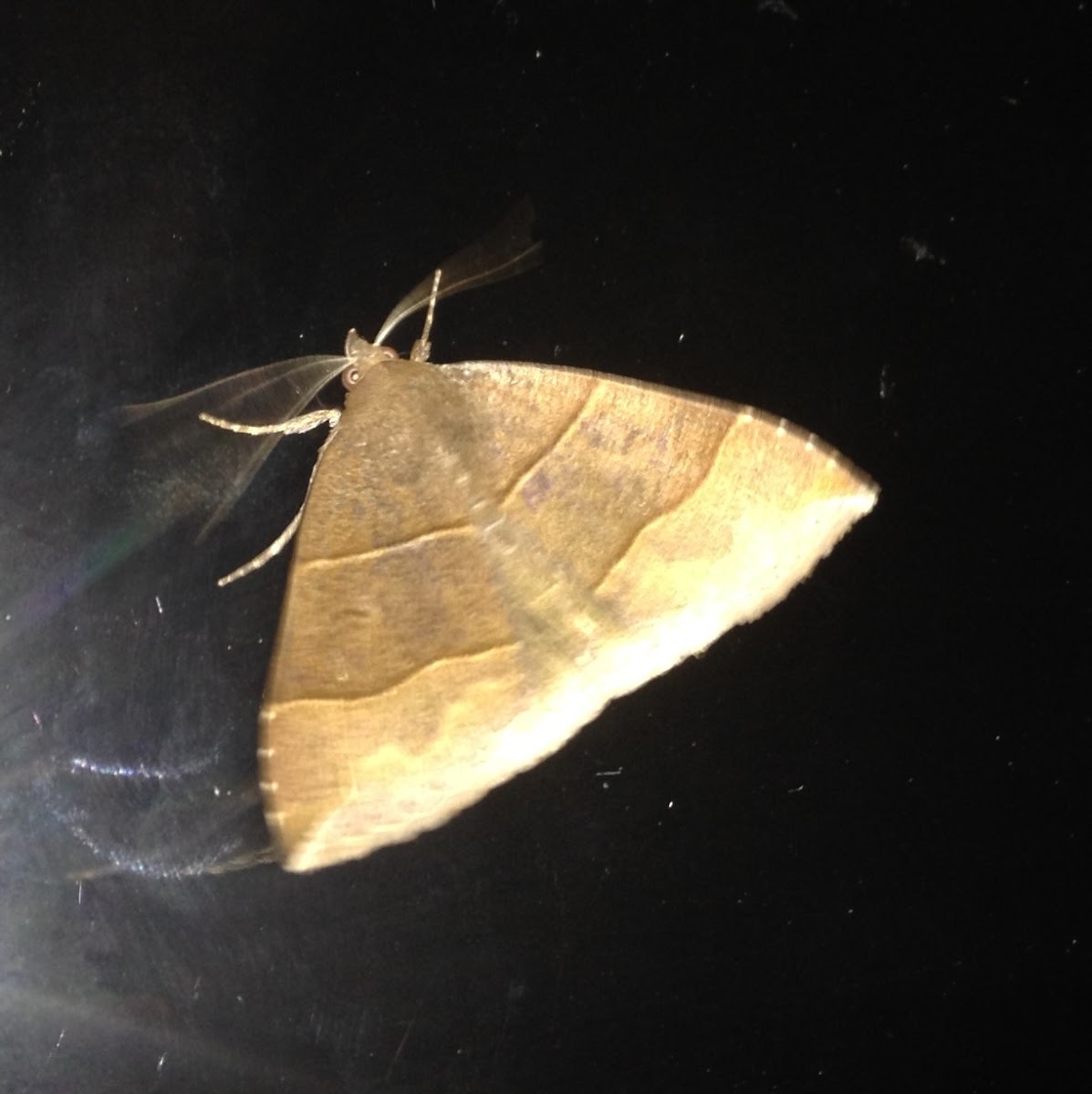 Maple Looper Moth