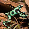 Green-and-Black Poison Dart Frog