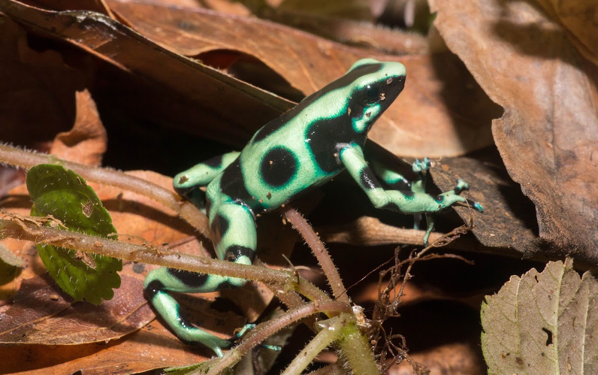 Green-and-Black Poison Dart Frog