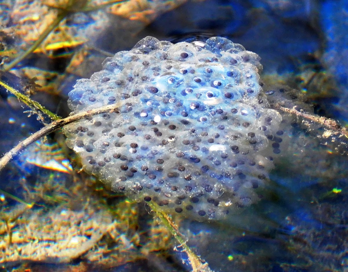 Wood Frog (eggs)