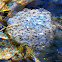 Wood Frog (eggs)