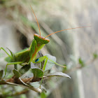 New Zealand Praying Mantis