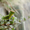 New Zealand Praying Mantis