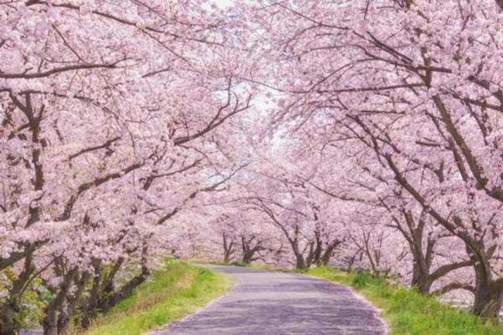 「桜が舞う時、死神は恋をする」のメインビジュアル