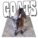 Screaming Goats Field icon