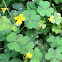 Creeping Woodsorrel