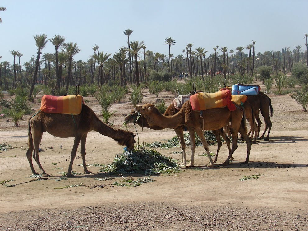 Marrakech