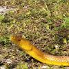 South Florida Yellow Rat Snake