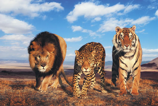 Big Cats Live Wallpaper