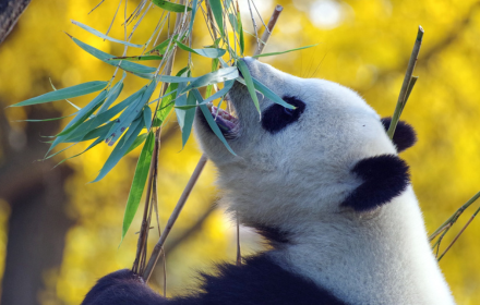 Pandas eat leaves small promo image