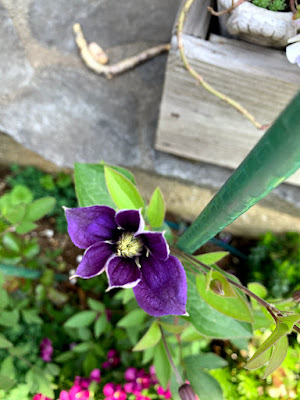 花開く途中のアラベラ