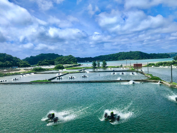 1シリーズ カブリオレの久しぶりの沖縄晴天ドライブ・古宇利島へGO!・車海老キッチン「TAMAYA」・北部ヤンバル　ドライブに関するカスタム事例の投稿画像10枚目