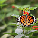 Striped Tiger