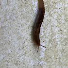 Meadow Slug