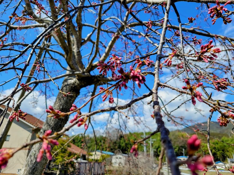 N-ONEの桜探訪・ドライブ・花粉症はつらいよ・日吉方面・開花前🌸に関するカスタム事例の投稿画像3枚目