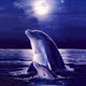 Dolphin Wallpaper New Tab Theme