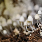 Coprinus disseminatus 簇生鬼傘