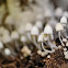 Coprinus disseminatus 簇生鬼傘