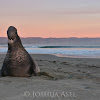 Northern Elephant Seal Beachmaster