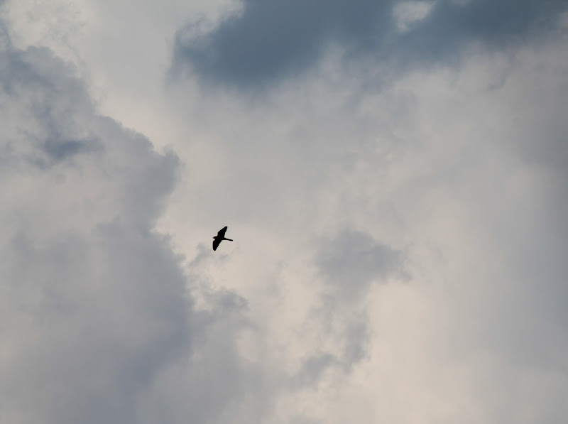 Le potenze del cielo. di Federica Patalano