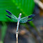 Large Woodskimmer