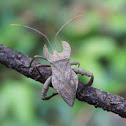 Squash bug